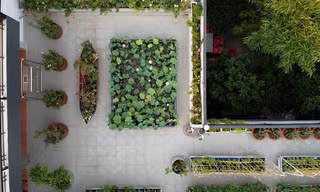 Làm hồ sen trên sân thượng 400 m2