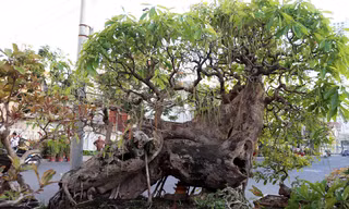 Cây lộc vừng hơn 100 tuổi