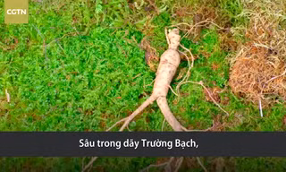 Nhân sâm hàng chục năm tuổi trên dãy Trường Bạch