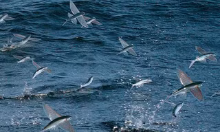 Loài cá sở hữu kỹ năng bay lượn như chim