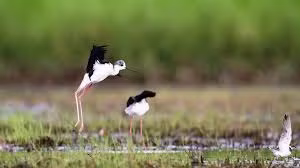 Ngắm những loài chim hoang dã ngay tại Hà Nội