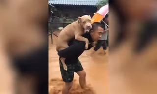 Người chủ cõng chó cưng ra khỏi lụt lội ở Thái Lan