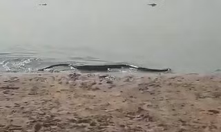 Thót tim thấy trăn anaconda bò lên từ dưới nước