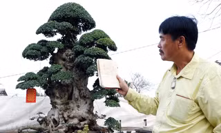 Cây duối tiền tỷ tạo dáng theo sách cổ