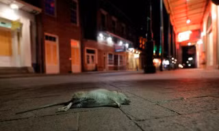 Sau lệnh phong tỏa, chuột tràn ra khắp đường phố New Orleans