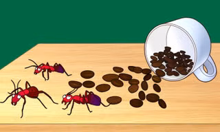 Mẹo sử dụng bã cafe để xua đuổi côn trùng, khử mùi cho căn nhà của bạn