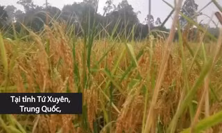 Tận mắt chiêm ngưỡng giống lúa cao bằng đầu người