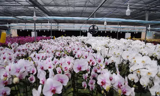 Lan hồ điệp nở rộ trong vườn công nghệ cao