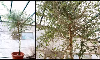 Hồi sinh cây được đề cập trong Kinh thánh từ hạt giống bí ẩn 1.000 năm tuổi 