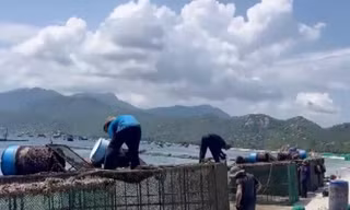 Chủ lồng bè nuôi tôm vẫn cho xả thải xuống biển ven vịnh Cam Ranh
