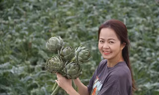 Loài hoa Atiso có giá trị dinh dưỡng cao và được trồng nhiều ở Đà Lạt. Ảnh CÔNG HOAN.