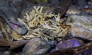 Chân gà thối bị thu giữ ở tỉnh Hồ Nam, Trung Quốc