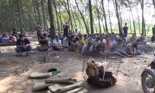 Đánh bạc trong vườn cao su, hàng chục 'con bạc' bị bắt giữ