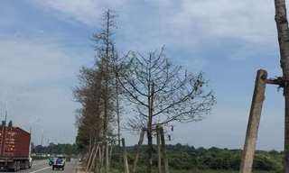 Hàng trăm cây xanh bị sâu ăn trụi.
