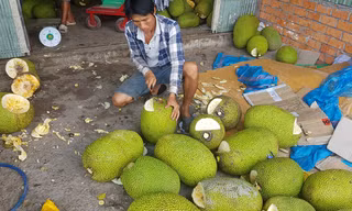 Người dân Bình Phước đổ xô trồng mít Thái vì lãi 'khủng'