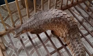 Động vật rừng quý hiếm đi lạc vào nhà dân