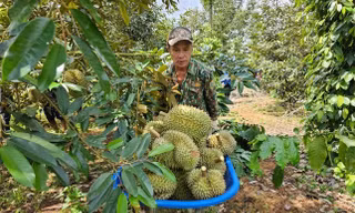 Sầu riêng Việt Nam đón tin vui 