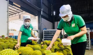 Trái cây vua ‘tái xuất’, mở đường cho xuất khẩu rau quả tăng vọt