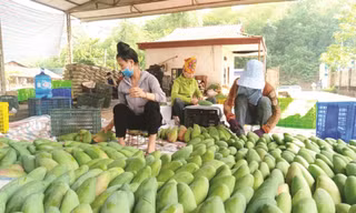 Xoài Việt Nam đang ‘làm mưa làm gió’ ở Trung Quốc
