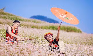 Hoa tam giác mạch được xem là biểu tượng đặc trưng của Hà Giang
