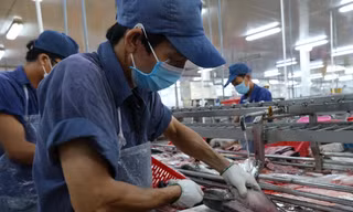 Quá nhiều nghịch lý về bảo hiểm nông nghiệp