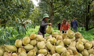 Cám cảnh sầu riêng: Chỉ khi 'sạch từ gốc' mới thực sự ngọt lâu