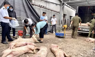 ‘Tuýt còi’ tất cả cơ sở giết mổ động vật vi phạm 