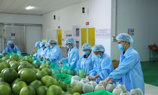 Lý do xuất khẩu rau quả sụt giảm mạnh 