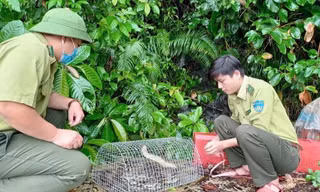 Trăn đất nặng 5 kg lạc vào nhà dân ở TP Đà Nẵng