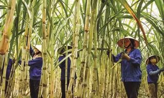 Đường tồn đọng chưa từng có, nhiều nhà máy 'cháy' kho 