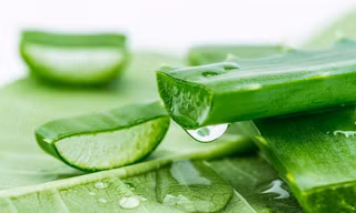 Những sai lầm khi dùng nha đam có thể gây ra tác hại khôn lường