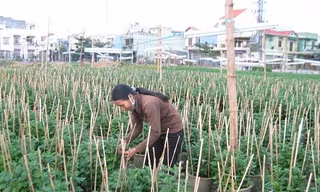 Thành phố khuyến khích doanh nghiệp và hợp tác xã liên kết sản xuất, kinh doanh, tiêu thụ sản phẩm, phát triển đa dạng các mô hình sản xuất có sự tham gia của các hộ nghèo, hộ cận nghèo, hộ mới thoát nghèo...