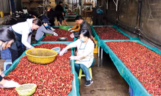 Lý do giá cà phê lao dốc 