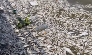 Thảm họa môi trường ở Ba Lan: Cá chết nổi trắng sông Oder 