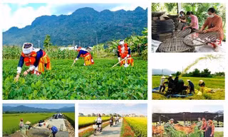 Cơ bản hoàn thành các nhiệm vụ về Chương trình MTQG DTTS của cấp trung ương