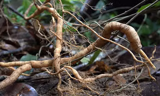Quảng Nam bảo vệ nghiêm ngặt rừng sâm ba kích tím mới phát hiện