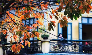 Hà Nội đẹp lạ lùng mùa cây thay lá