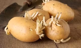 Những loại rau củ chứa đầy độc tố có thể gây ung thư, thiệt mạng nhưng nhiều người vẫn ăn