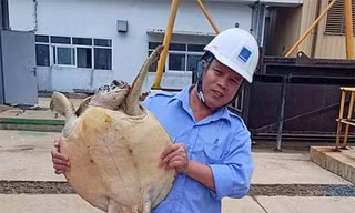 Cán bộ nhà máy Nhiệt điện Vũng Áng đưa đồi mồi đi thả về biển. Ảnh: Đ.H
