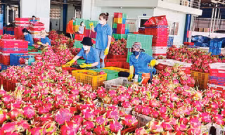 Thanh long bất ngờ soán ngôi 'vua' trái cây Việt Nam