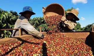 Giá cà phê, hồ tiêu 'rơi thẳng đứng' vì Mỹ áp thuế ồ ạt 