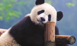 Phát hiện nhóm du khách có hành vi tồi tệ với gấu trúc