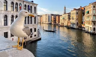 Chim hải âu giật đồ ăn, tấn công du khách ở Venice