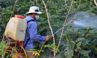 Thuốc bảo vệ thực vật giúp thu lợi gấp 10 lần, nhưng phải dùng đúng