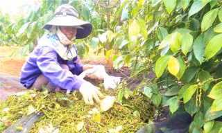 5 nhóm mô hình sinh kế hỗ trợ, đồng hành cùng phụ nữ biên cương