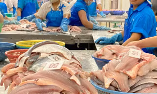 Trung Quốc chi nghìn tỷ mỗi tháng để mua cá tra Việt Nam
