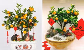 Sau khi chơi Tết, tận dụng ngay quả quất vừa tốt cho đường huyết lại khỏe cho xương