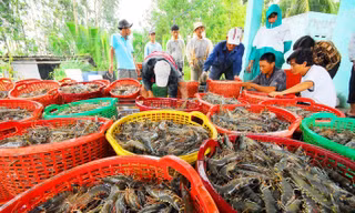 Xuất khẩu thủy sản sắp cán mốc 10 tỷ USD, lộ diện 2 mặt hàng ‘ngôi sao’