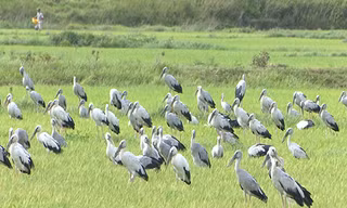 Đàn chim có thể là giống cò nhạn, hay cò ốc. Ảnh: Hoàng Táo