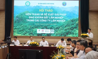 Nhiều bất cập trong giao khoán đất lâm nghiệp 
